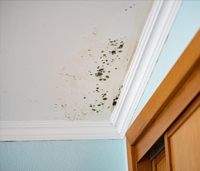 mold spots on walls and ceiling white